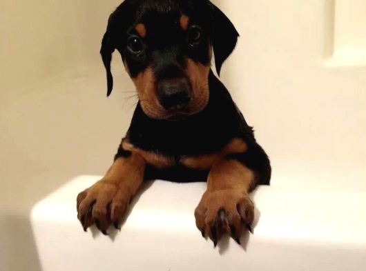 Erkek A Kalite Doberman Yavrumuz görsel