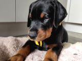 Erkek A kalite doberman yavrumuz
