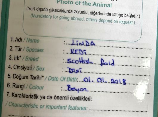 Ücretsiz Scotish Fold Beyaz Kedi Linda görsel