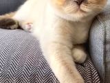 Ücretsiz Scotish Fold Beyaz Kedi Linda