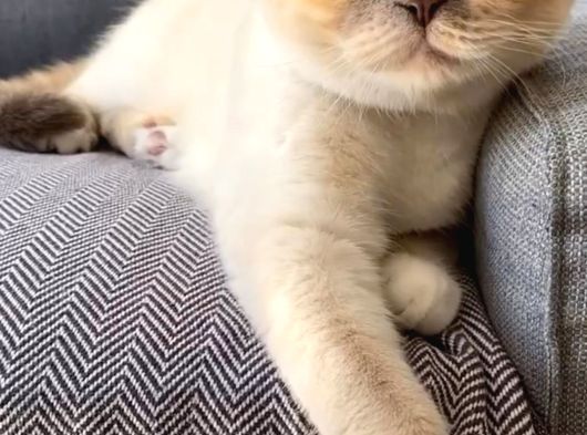 Ücretsiz Scotish Fold Beyaz Kedi Linda görsel