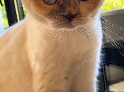 Ücretsiz Scotish Fold Beyaz Kedi Linda görsel