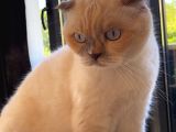 ücretsiz Scotish Fold Beyaz Kedi Linda