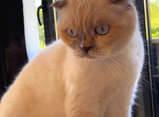 Ücretsiz Scotish Fold Beyaz Kedi Linda