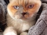 Ücretsiz Scotish Fold Beyaz Kedi Linda