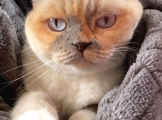 Ücretsiz Scotish Fold Beyaz Kedi Linda görsel