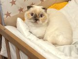 Ücretsiz Scotish Fold Beyaz Kedi Linda
