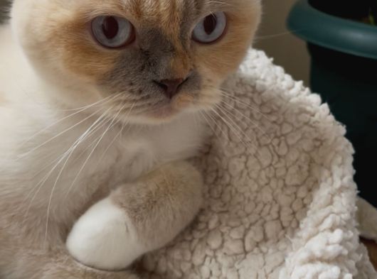 Ücretsiz Scotish Fold Beyaz Kedi Linda görsel