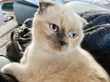 Ücretsiz Scotish Fold Beyaz Kedi Linda