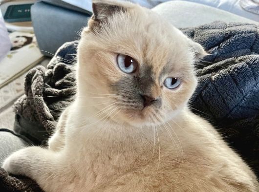 Ücretsiz Scotish Fold Beyaz Kedi Linda görsel