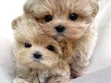 F2 Kore maltipoo yavruları en iyisi