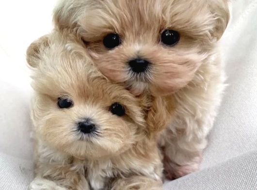 F2 Kore maltipoo yavruları en iyisi