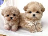 F2 Kore Maltipoo Yavruları En Iyisi