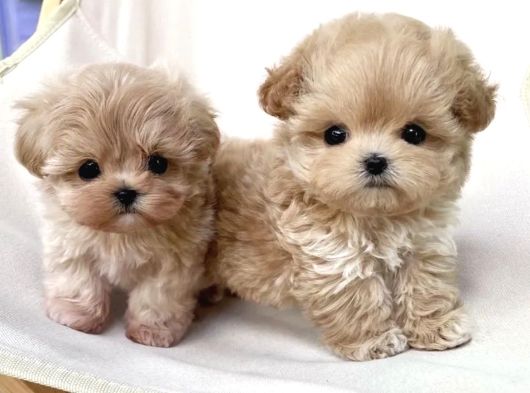 F2 Kore Maltipoo Yavruları En Iyisi görsel