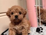 F2 Kore Maltipoo Yavruları En Iyisi