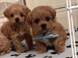 F2 Kore Maltipoo Yavruları En Iyisi