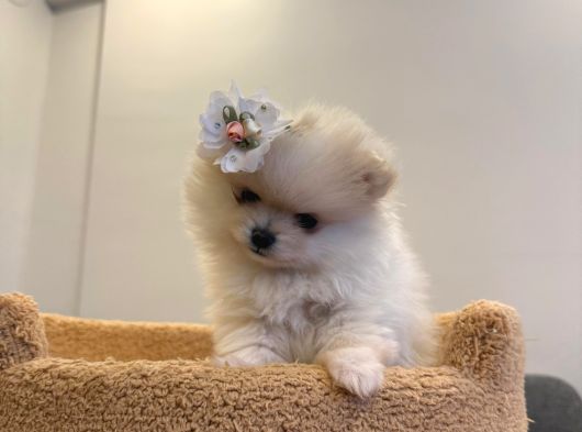 Pomerian Yavrularımız 1 Dişi 2 Erkek görsel
