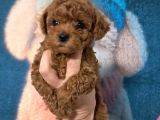 bebek toy poodle erkek