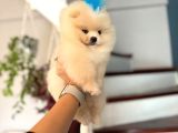 Pomeri̇ni̇an Boo Yavruları Mama Ve Malzeme Kampanyalı