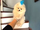 Pomeri̇ni̇an Boo Yavruları Mama Ve Malzeme Kampanyalı