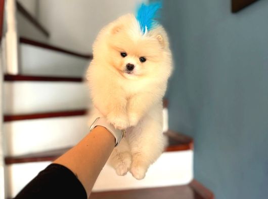 Pomeri̇ni̇an Boo Yavruları Mama Ve Malzeme Kampanyalı görsel
