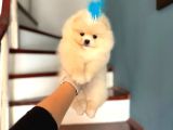 Pomeri̇ni̇an Boo Yavruları Mama Ve Malzeme Kampanyalı