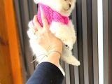 Pomeri̇ni̇an Boo Yavruları Mama Ve Malzeme Kampanyalı