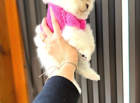 Pomeri̇ni̇an Boo Yavruları Mama Ve Malzeme Kampanyalı görsel