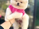 Pomeri̇ni̇an Boo Yavruları Mama Ve Malzeme Kampanyalı