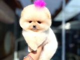 POMERİNİAN BOO Yavruları Mama Ve Malzeme Kampanyalı