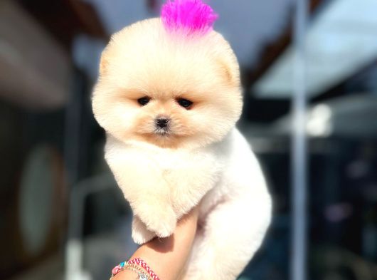 Pomeri̇ni̇an Boo Yavruları Mama Ve Malzeme Kampanyalı