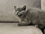 Aile Sıcaklığnda Büyüyen British Shorthair Scottishler