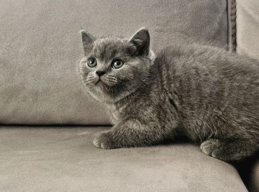 Aile Sıcaklığnda Büyüyen British Shorthair Scottishler görsel