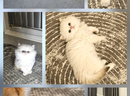Aile Sıcaklığnda Büyüyen British Shorthair Scottishler görsel