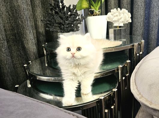 Scrli British Ve Scottishevegelen Huzur Kalbe Düşen Mutluluk