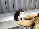 Aile Sıcaklığnda Büyüyen British Shorthair Scottishler