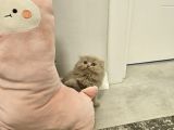Aile Sıcaklığnda Büyüyen British Shorthair Scottishler