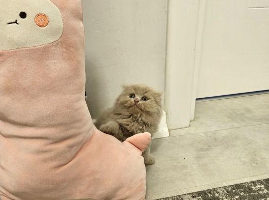 Aile Sıcaklığnda Büyüyen British Shorthair Scottishler görsel