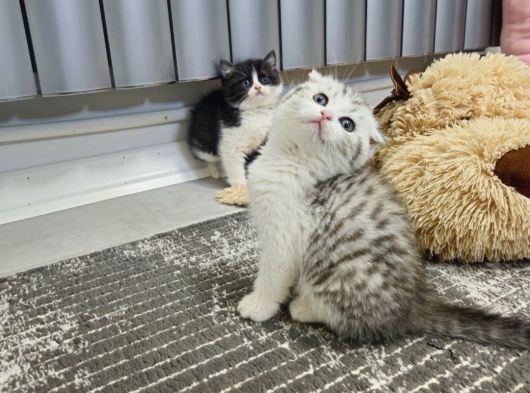 Aile Sıcaklığnda Büyüyen  Scottish Fold British Yvrlr görsel