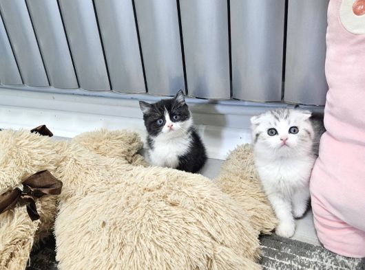 Aile Sıcaklığnda Büyüyen British Shorthair Scottishler görsel