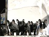 Harika anatomi de french buldog yavrular