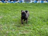 Hırs Küpü Belçika Malinois Yavrular