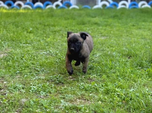Hırs Küpü Belçika Malinois Yavrular görsel