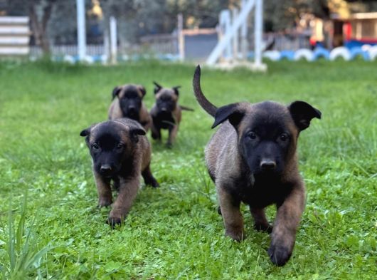 Hırs Küpü Belçika Malinois Yavrular