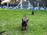 Hırs Küpü Belçika Malinois Yavrular