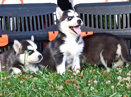 Biblo Husky Yavrular görsel