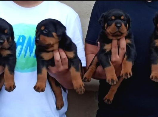 Koca Kafalı Rotweiler Yavrular görsel