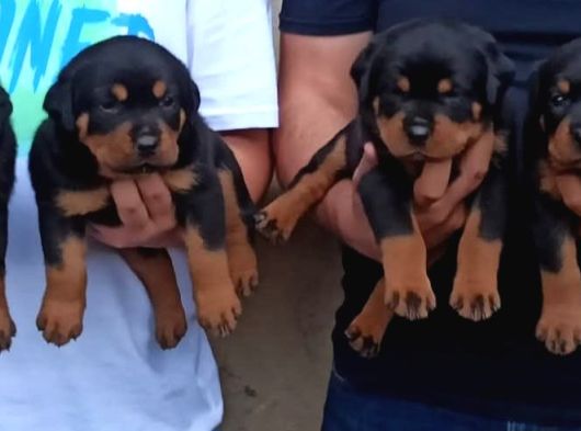 Koca Kafalı Rotweiler Yavrular görsel