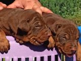Üst düzey Doberman yavrular