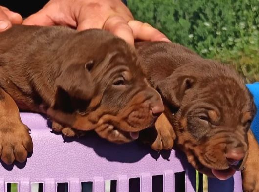 Üst Düzey Doberman Yavrular